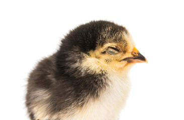 Little newborn baby chicken