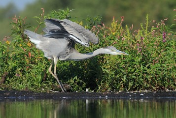 Grey Heron, Ardea cinerea,