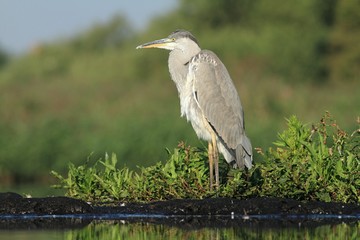 Grey Heron, Ardea cinerea