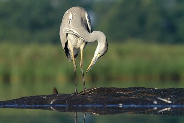 Grey Heron, Ardea cinerea