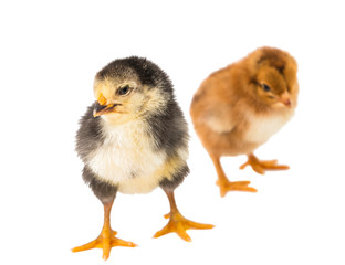 Little newborn baby chicken
