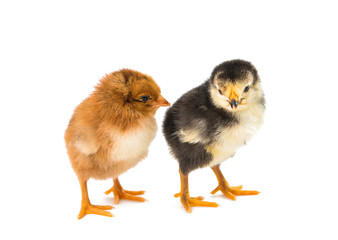 Little newborn baby chicken