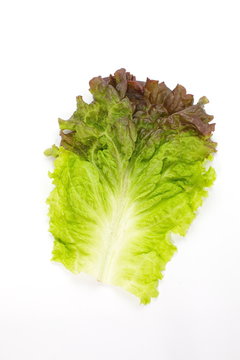 red lettuce isolated on white