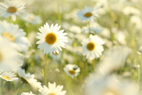 Daisy in a meadow covered with morning dew