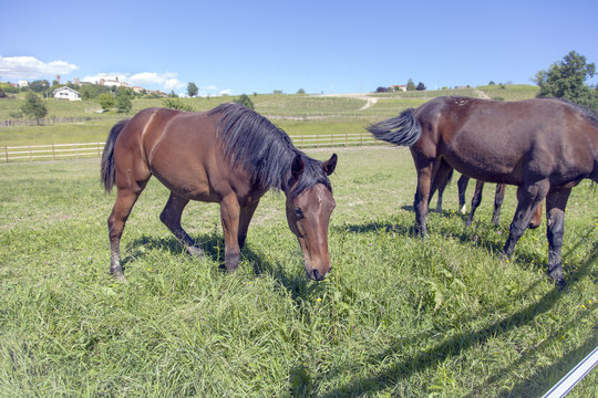 Horses in a horse stables color image