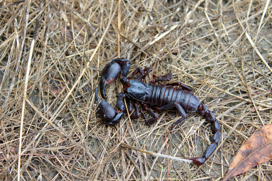 scorpion on wet ground