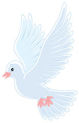 White pigeon flying