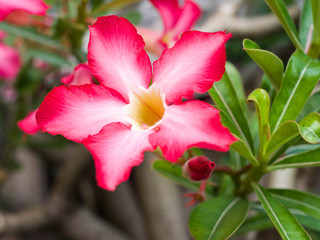 Desert rose