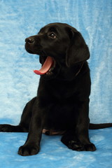 little labrador puppy