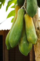 Papaya plants biennial useful. To do many things.