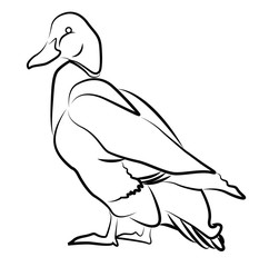 Duck silhouette isolated on white