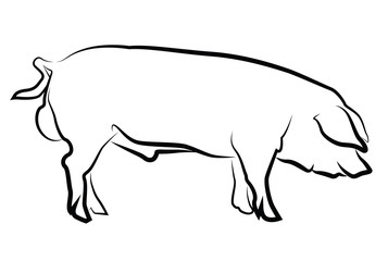 Pig silhouette isolated on white - 52895393