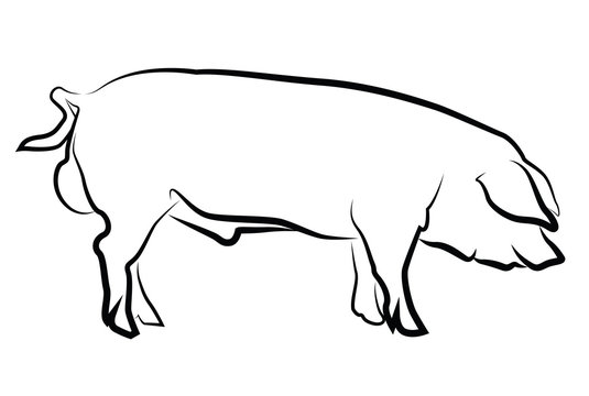 Pig silhouette isolated on white