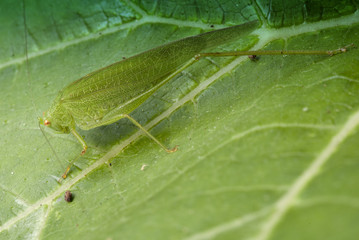 Grasshopper over a Leaf, Italy