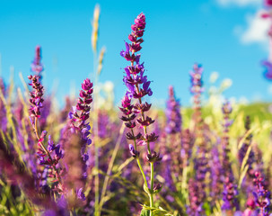 Obraz premium Summer landscape