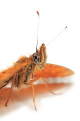 papillon