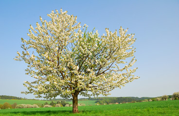 Fototapeta na wymiar White blooming cherry tree in springtime