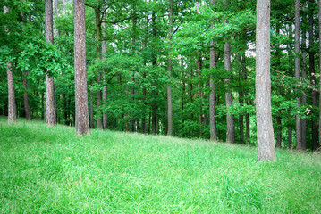 Mixed forest with thick grass in springtime