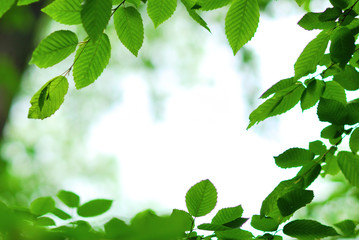 Spring green leaves framing background - 52897748