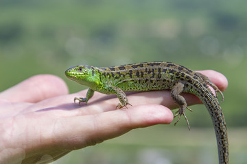 colored lizard on the palm
