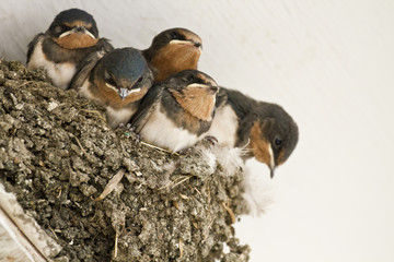 swallow nest with chicks © photoncatcher36