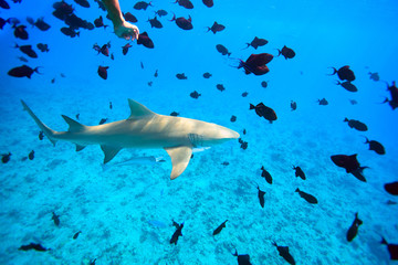 Lemon shark