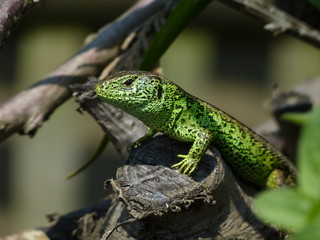 Reptile, Lacerta bilineata in the Sun -  vigilant lizard
