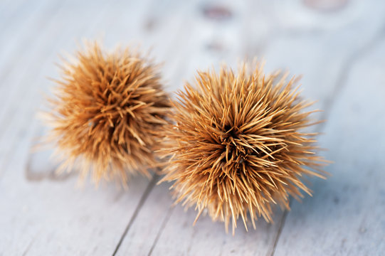 いがぐり Photos Royalty Free Images Graphics Vectors Videos Adobe Stock いがぐり Photos Royalty Free Images Graphics Vectors Videos Adobe Stock