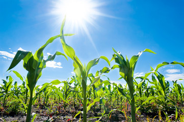 Corn and sun