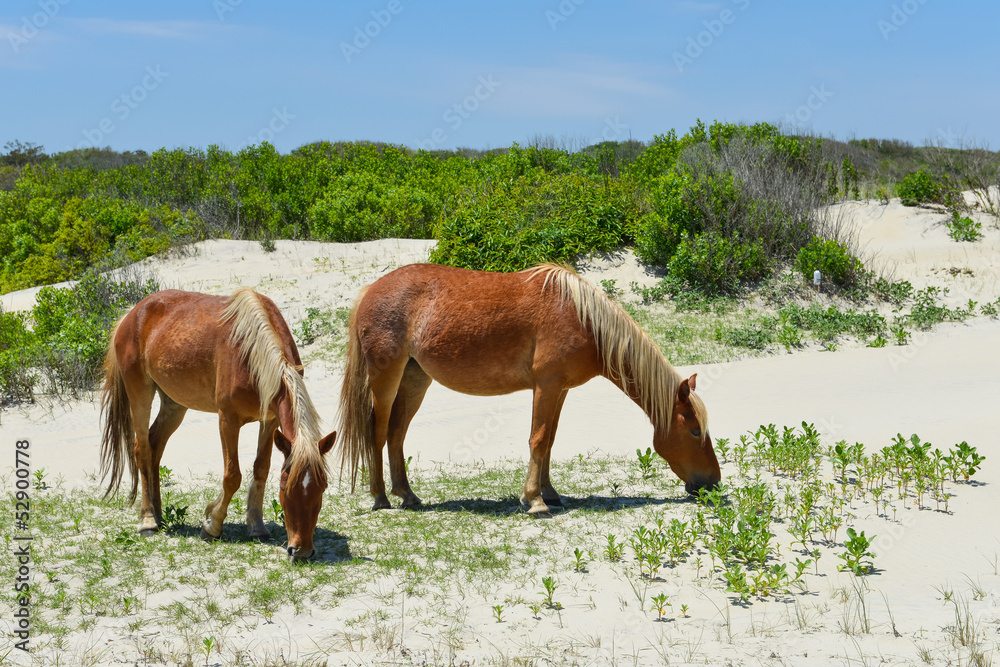 Wall mural spanish mustangs wild horses on the dunes in north carolina