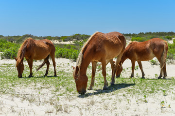 spanish mustangs wild horses on the dunes in north carolina