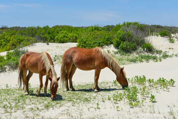 spanish mustangs wild horses on the dunes in north carolina