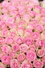 Obraz na płótnie Canvas Pink roses in a group