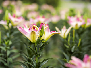 百合の花