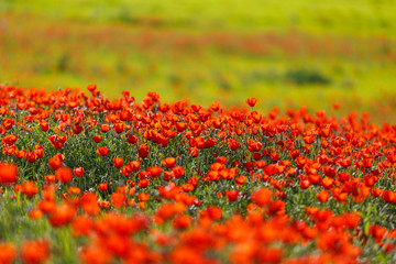 red poppies