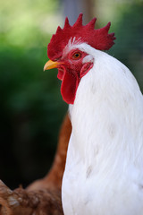 White Rooster (Cock)