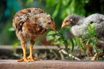 Cute Baby Chickens