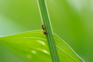 Ant Climbing Green Grass