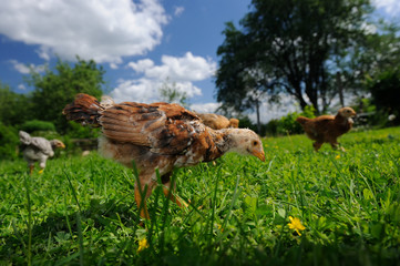 Chickens Walking in the Yard