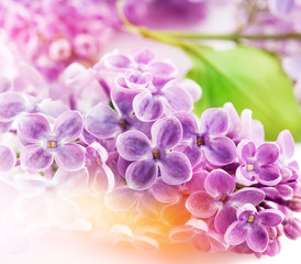 Lilac flowers. Floral background for design