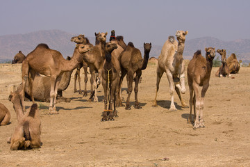 Camel at the Pushkar Fair , India