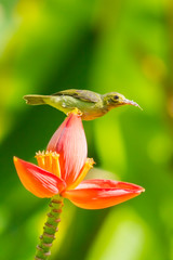 Female Brown-throated Sunbird on the banana flower