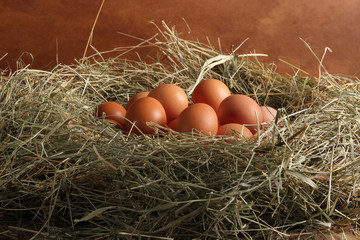 Chicken egg in the hay