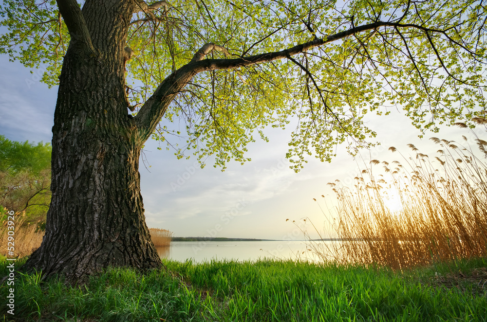 Canvas Prints spring nature