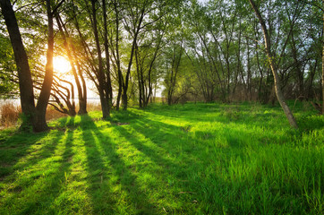 Sunset in forest