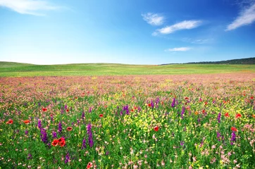 Photo sur Plexiglas Campagne Prairie fleurie de printemps