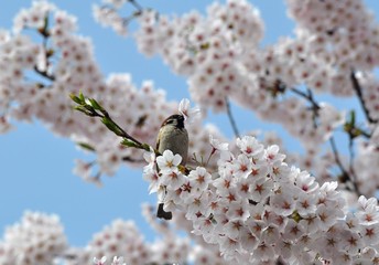 桜とスズメ