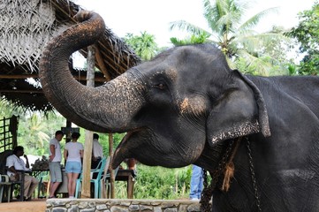 Fototapeta na wymiar Elephants of Ceylon island