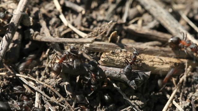 Busy ants in ant hill close up