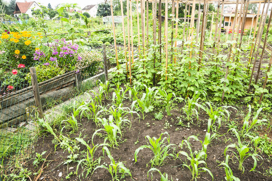 Corn Plants in a Vegetable Garden Patch